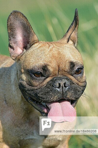 Porträt eines glücklichen braunen französischen Bulldoggenhundes mit herausgestreckter Zunge auf unscharfem Grashintergrund