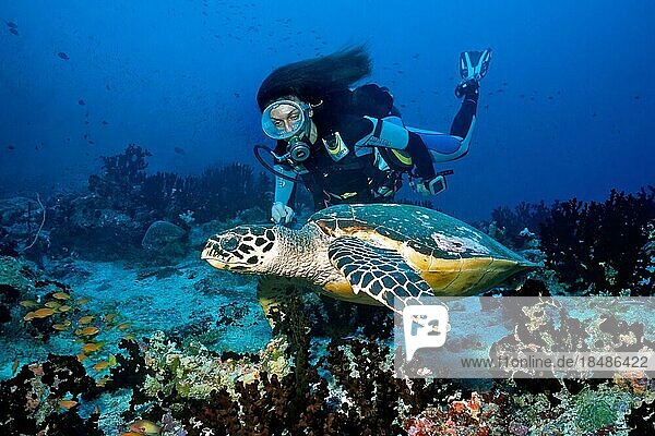Taucherin betrachtet aus nächster Nähe schwimmt neben Echte Karettschildkröte (Eretmochelys imbricata) in Korallenriff  Indischer Ozean  Pazifik  Malediven  Asien