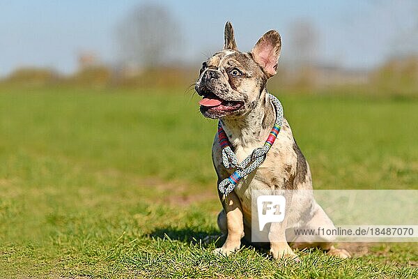 Junge fröhliche merlefarbene Französische Bulldogge mit gesprenkelten Flecken und heraushängender Zunge  die ein Seilhalsband trägt