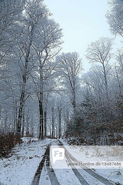 Nebel im Buchenwald  Rotbuchen (Fagus sylvatica)  Schnee  Frost  Winterlandschaft  Winterstimmung  Wilden  Nordrhein-Westfalen  Deutschland  Europa