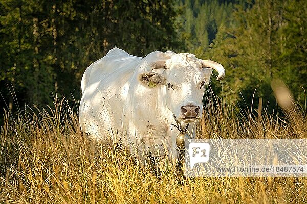 Weiße Kuh mit Hörnern und Glocke steht auf der Weide  Sprollenhäuser Hut  Bad Wildbad  Schwarzwald  Deutschland  Europa