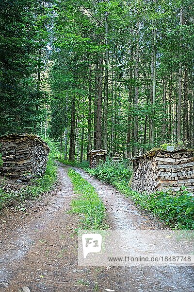 Weg durch Wald mit gestapeltem Holz  Bad Wildbad  Schwarzwald  Deutschland  Europa