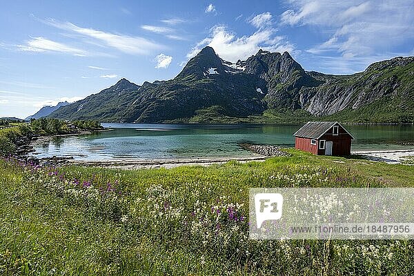 Rote Fischerhütte am Fjord  Wiese mit blühenden Sommerblumen  Fjord Raftsund und Berge  Vesterålen  Norwegen  Europa
