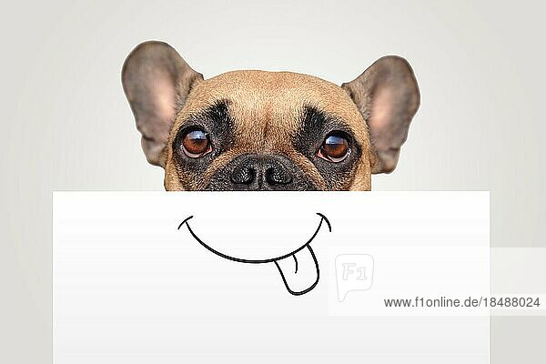 Funny Brown Französisch Bulldog Hund mit der Hälfte des Gesichts mit weißem Papier mit gemalten auf glücklichen Mund mit Zunge herausragender bedeckt