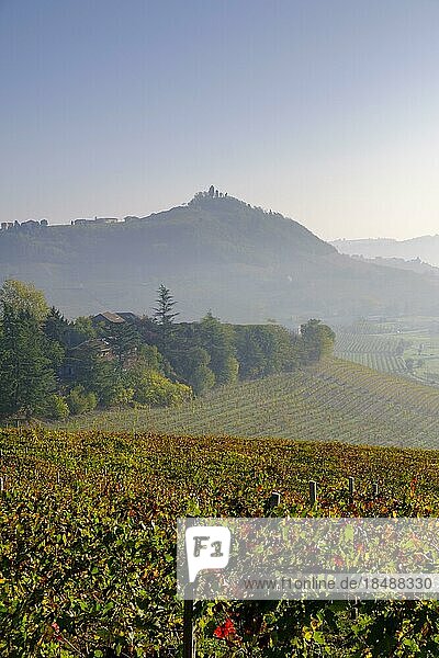 Morning mist at Costigliole DAsti  over the vineyards of the Langhe  Piedmont  Italy  Europe