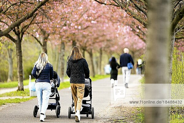 Zwei Frauen laufen mir ihren Kinderwägen durch eine Allee von Kirschbäumen in Berlin  19.04.2022.  Berlin  Deutschland  Europa