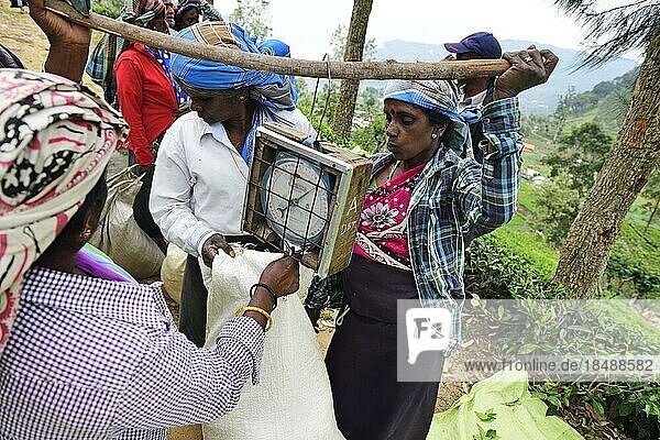 Teepflückerinnen wiegen Tee an der Sammelstelle  Dambatenne Teegarten  Haputale  Sri Lanka  Asien