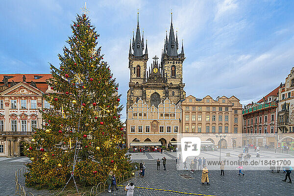 Christmas tree at Old Town Square with Church of Our Lady before Tyn  UNESCO World Heritage Site  Old Town of Prague  Prague  Czech Republic (Czechia)  Europe