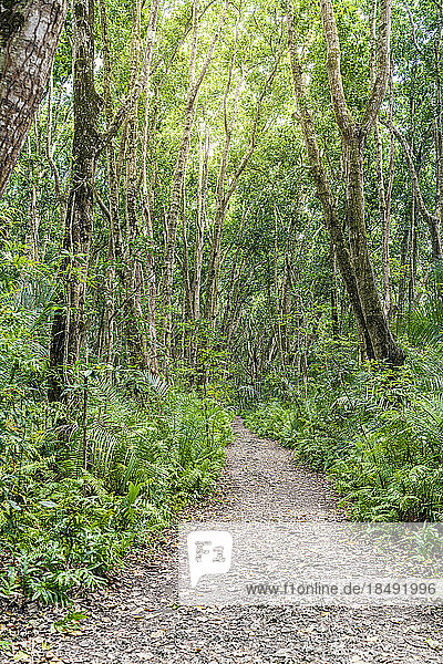Leerer Fußweg zwischen Mangrovenbäumen und Farn  Jozani Forest National Park  Sansibar  Tansania  Ostafrika  Afrika