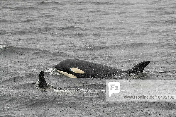 Erwachsener weiblicher Schwertwal (Orcinus orca)  auftauchend im Behm-Kanal  Südost-Alaska  Vereinigte Staaten von Amerika  Nordamerika