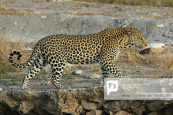 Leopard (Panthera pardus)  Savuti  Chobe-Nationalpark  Botsuana  Afrika