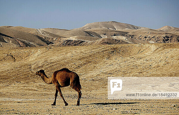 Arabisches Kamel in der Judäischen Wüste  Israel  Naher Osten