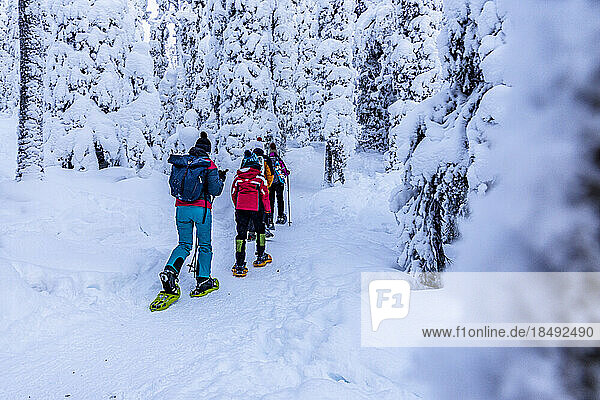 Family exploring the snowy forest walking on a trail with snowshoes  Oulanka National Park  Ruka Kuusamo  Lapland  Finland  Europe