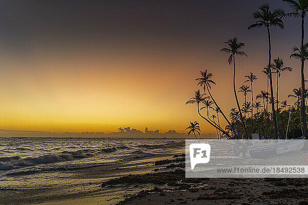 Blick auf Meer  Strand und Palmen bei Sonnenaufgang  Bavaro Beach  Punta Cana  Dominikanische Republik  Westindien  Karibik  Mittelamerika