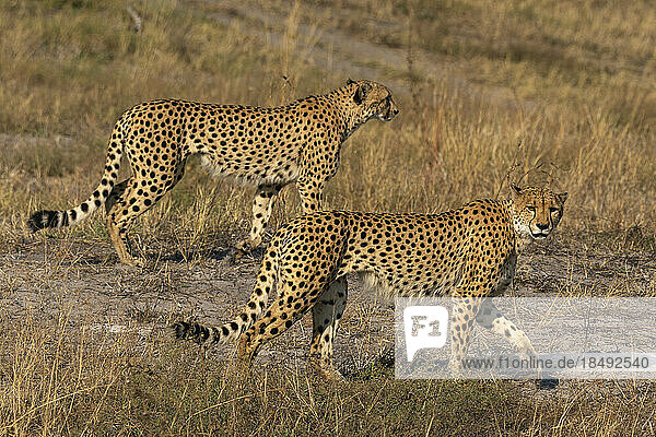 Two cheetahs (Acinonyx jubatus) walking  Savuti  Chobe National Park  Botswana  Africa