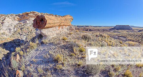 Ein riesiger versteinerter Baumstamm balanciert auf einem Sandsteinsockel entlang des Red Basin Trail  Petrified Forest National Park  Arizona  Vereinigte Staaten von Amerika  Nordamerika