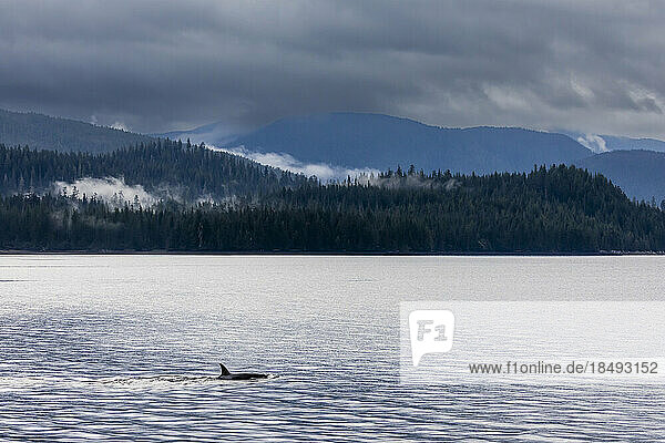 Schwertwal (Orcinus orca)  auftauchend im Behm-Kanal  Südost-Alaska  Vereinigte Staaten von Amerika  Nordamerika