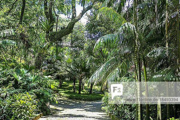 Sitio Roberto Burle Marx  ein Landschaftsgarten  UNESCO-Weltkulturerbe  Rio de Janeiro  Brasilien  Südamerika