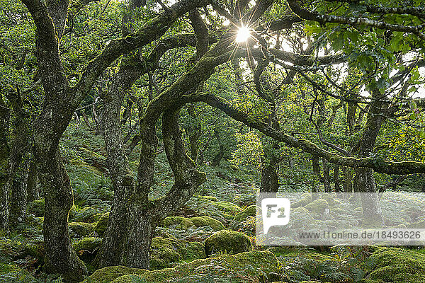 Sommermorgensonne  die durch Black a Tor Copse im Dartmoor National Park  Devon  England  Vereinigtes Königreich  Europa aufgeht