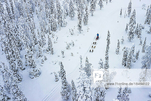 Luftaufnahme von Touristen beim Hundeschlittenfahren im verschneiten Wald  Lappland  Finnland  Europa