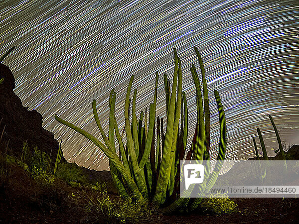 Orgelpfeifenkaktus (Stenocereus thurberi) bei Nacht im Organ Pipe Cactus National Monument  Sonoran-Wüste  Arizona  Vereinigte Staaten von Amerika  Nordamerika