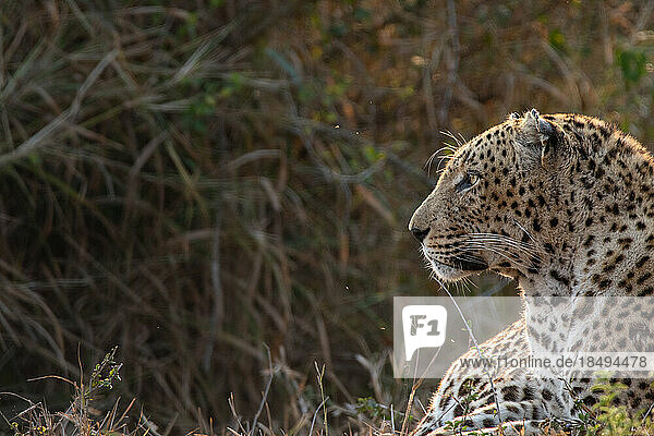Side profile of a male leopard  Panthera pardus.