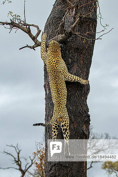 A male leopard  Panthera pardus  climbing up a tree.