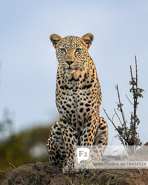 A leopard  Panthera pardus  sitting on a mound  direct gaze.