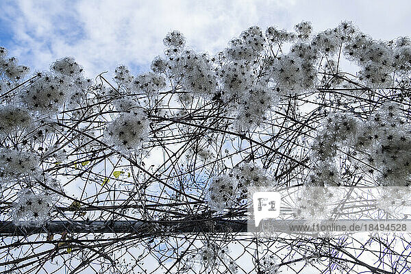 Flowering weeds growing on barbed wire fence  close up.