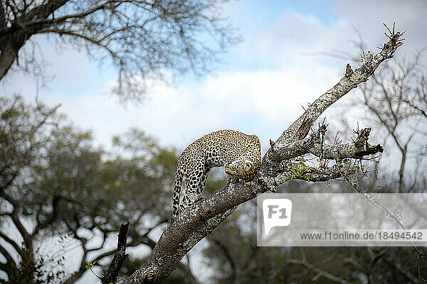A leopard  Panthera pardus  scratches her head on a branch.