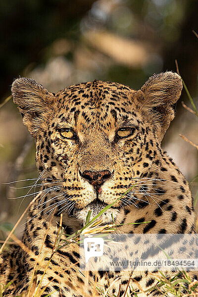 A close-up portrait of a leopard's face  Panthera pardus.