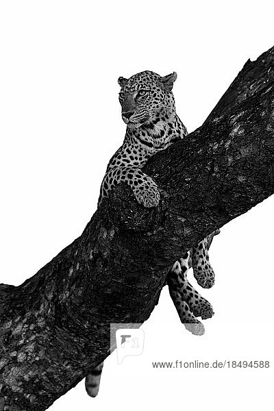 A leopard  Panthera pardus  lies down in the fork of a tree and gazes out in to the distance.