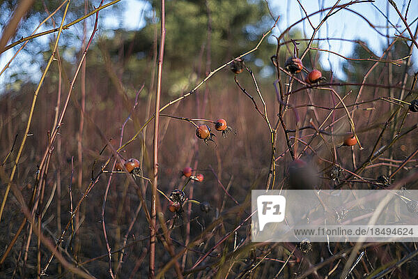 Surface view of plants  grasses and Nootka rose plants with berries.