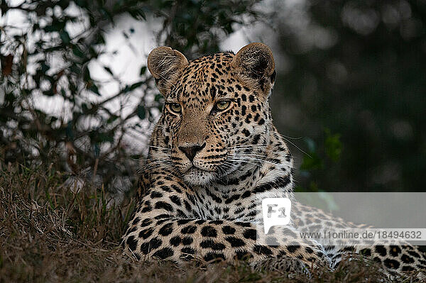 A young male leopard  Panthera pardus  close-up.
