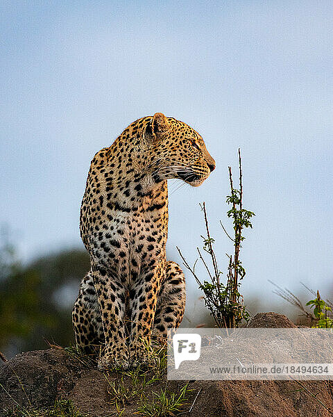 A leopard  Panthera pardus  sits on a mound and looks to the right.