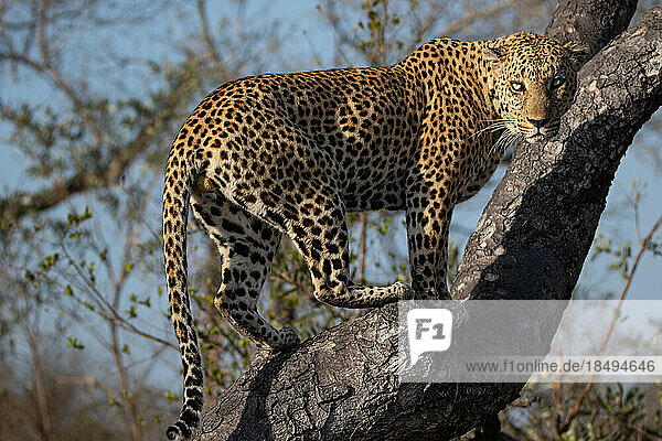 A leopard  Panthera pardus  climbs a tree and looks behind  direct gaze.