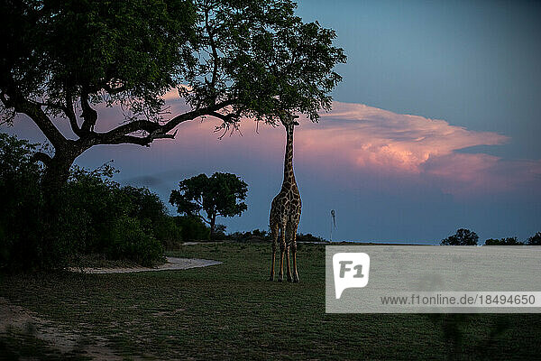 A Giraffe  Giraffa  eating leaves from a tree  sunset backdrop.