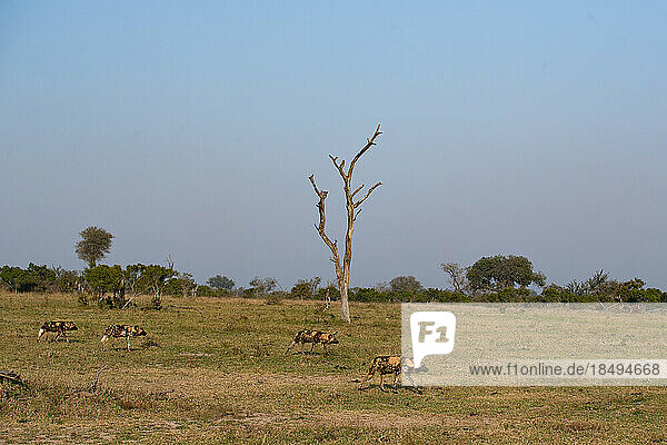 A pack of wild dog  Lycaon pictus  run through the grass together.