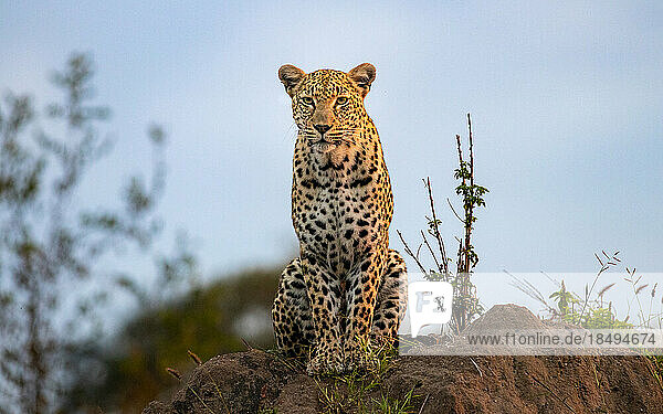A leopard  Panthera pardus  sits on a mound  direct gaze.