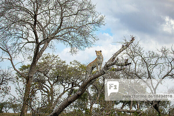 A leopard  Panthera pardus  stands on a branch.