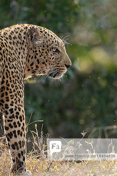 Side profile of a male leopard  Panthera pardus.