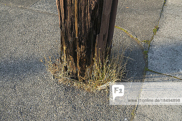 A wooden telephone pole and weeds as base  surrounded by concrete.