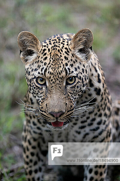 A close-up portrait of a male leopard  Panthera pardus.