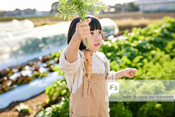 Japanese kid working at vegetable garden