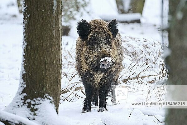 Wild boar (Sus scrofa) in a forest in winter  snow  Bavaria  Germany  Europe