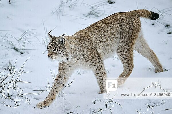 Europäischer Luchs (Lynx lynx) im Schnee  Wald  Bayern  Deutschland  Europa