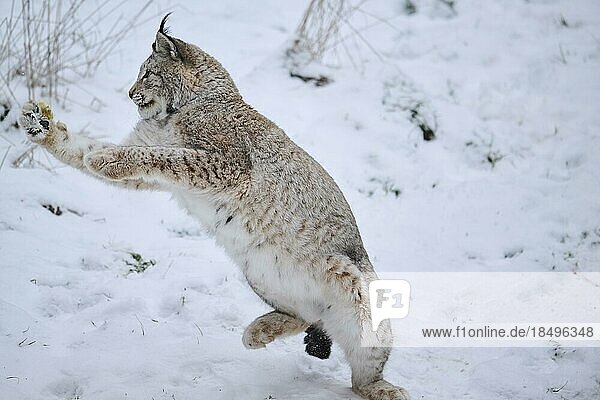 Europäischer Luchs (Lynx lynx) springt im Schnee  Wald  Bayern  Deutschland  Europa