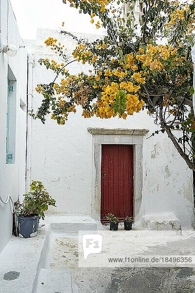 Kleine Gasse mit rotem Hauseingang und gelber Bougainvillea  Chora  Mykonos Stadt  Mykonos  Kykladen  Ägäis  Griechenland  Europa