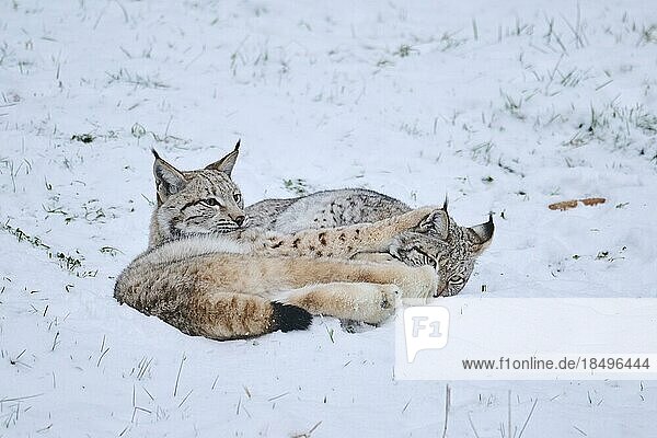 Europäischer Luchs (Lynx lynx) im Schnee liegend  Wald  Bayern  Deutschland  Europa