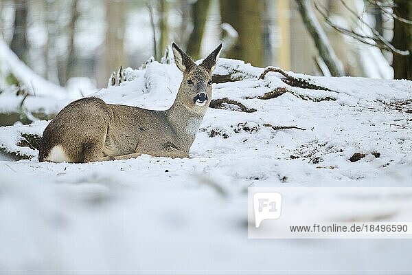 Roe deer (Capreolus capreolus) lying in a forest in winter  snow  Bavaria  Germany  Europe